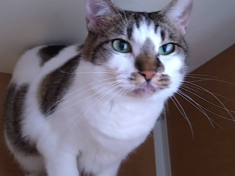 譲渡型猫カフェ CAIT SITH（ケット・シー）