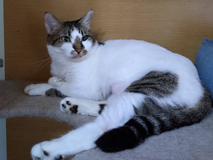 譲渡型猫カフェ CAIT SITH（ケット・シー）