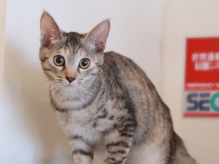 ハーマイオニー