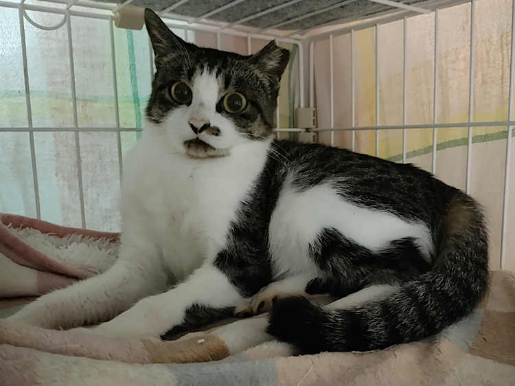 譲渡型猫カフェ CAIT SITH（ケット・シー）