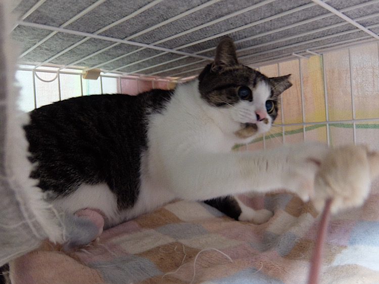 譲渡型猫カフェ CAIT SITH（ケット・シー）