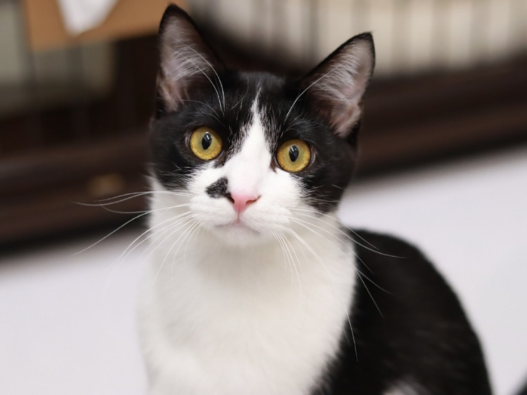 猫B 値下げしました！ 5176_20241119092046.jpg