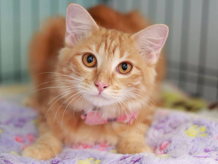 ユタ神(がみ)🌺