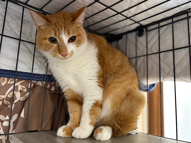 橙（だいだい）