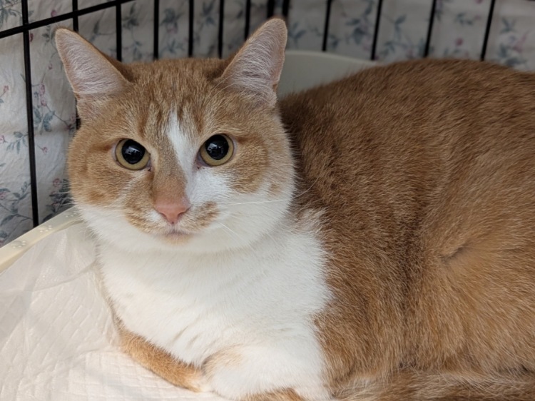 橙（だいだい）